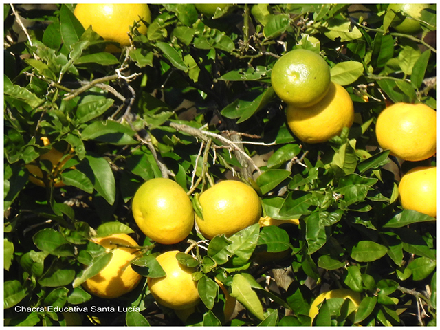 Frutos de pomelo-Chacra Educativa Santa Lucía