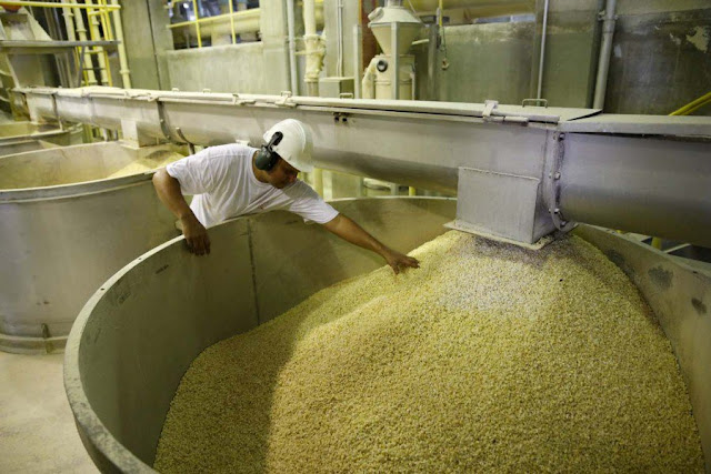 ONU: Producción de cereales bajará en Venezuela por crisis económica y sequía.