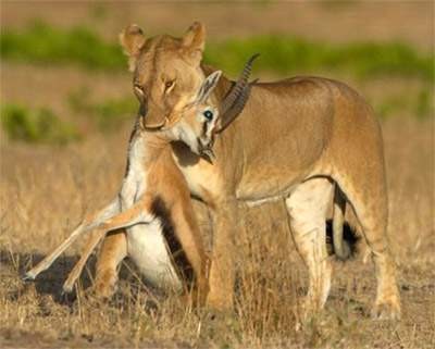 lion,lioness,world class animal,white lion,funny lion,lion kissing,cub,mammalia,animalia,chordata,leo,sleeping lion,lion hunting,dangerous animal