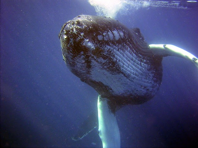 Large Whale