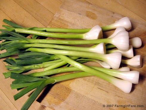 garlic growing tips