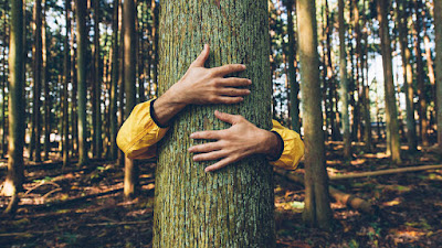 Las 14 especies de árboles que al abrazarlos sanan las diversas partes del cuerpo