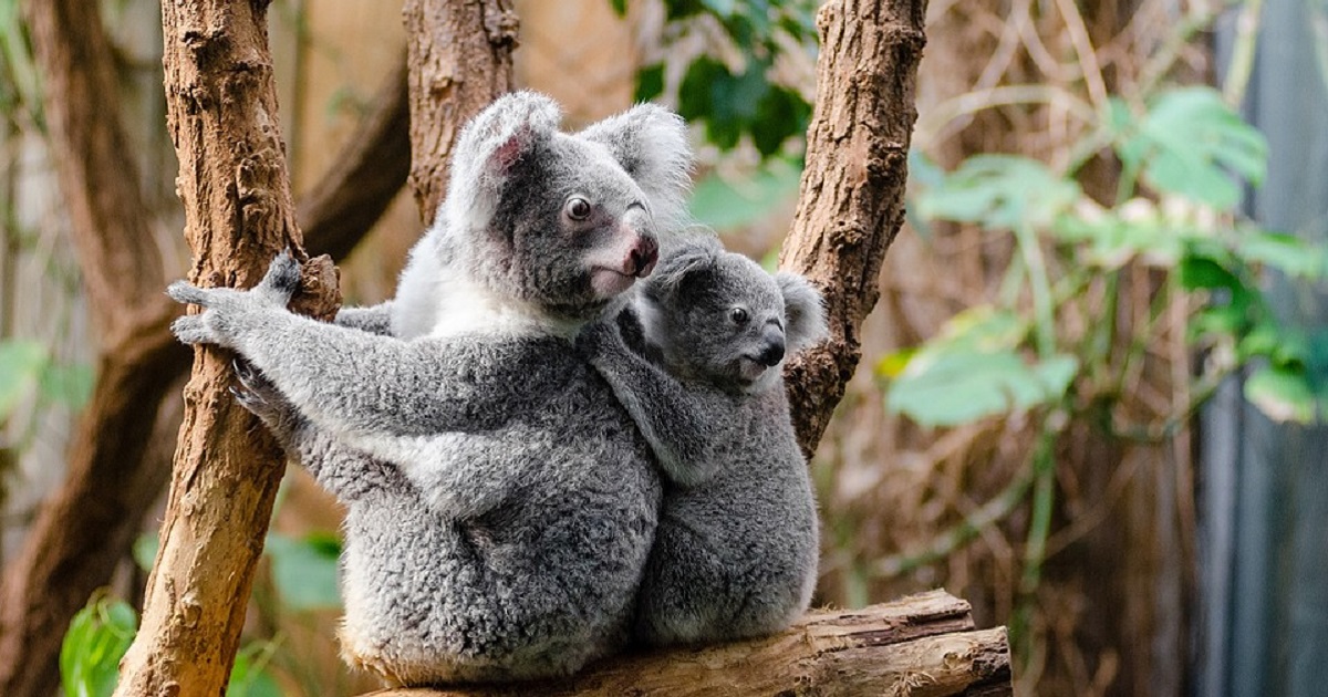 Koalas Are 'Functionally Extinct' Due To Australian Wildfires, According To Experts