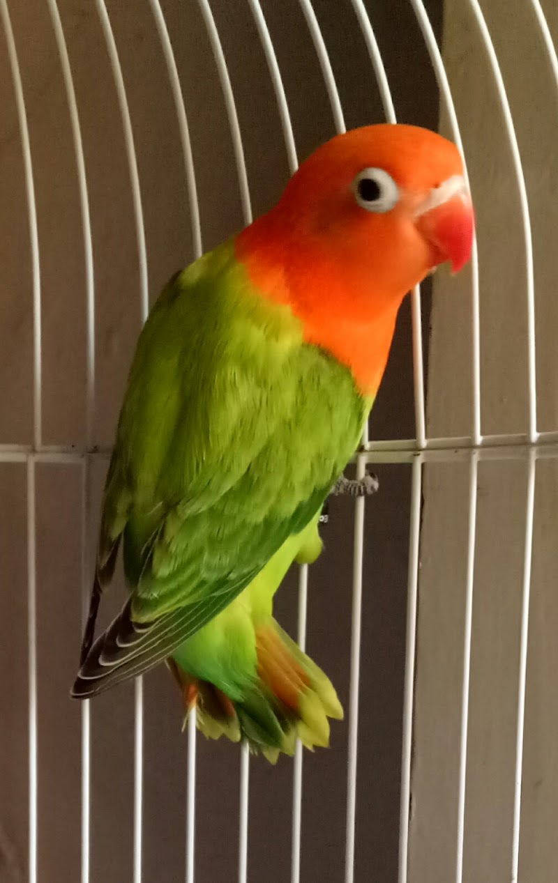 Konsep 89+ Jenis Warna Lovebird Biola