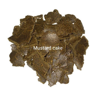 Mustard cake organic fertilizer