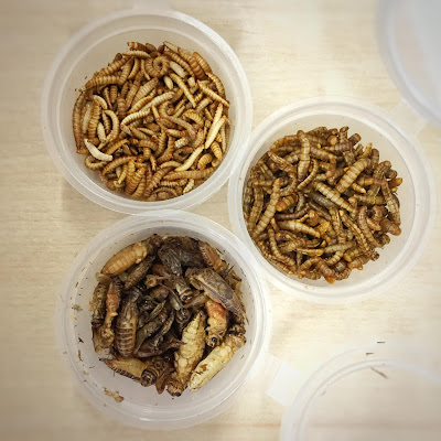 Roasted mealworms, buffalo worms and crickets