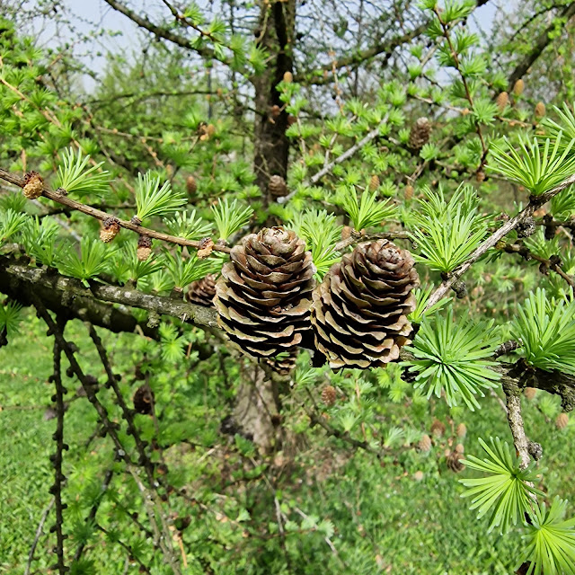 Śląski Ogród Botaniczny