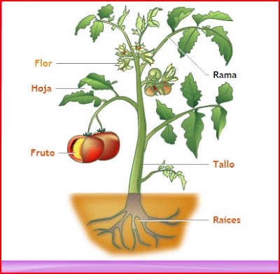 http://cplosangeles.juntaextremadura.net/web/edilim/curso_2/cmedio/plantas02/partes_planta02/partes_planta02.html