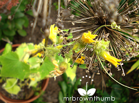 lemon cucumber trellis made from allium twigs