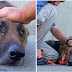 Abandoned And Trapped In Deep River, The Elderly Dog started crying When The Volunteer Approached To Caress Him