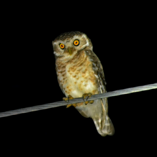 The spotted owlet (Athene brama)