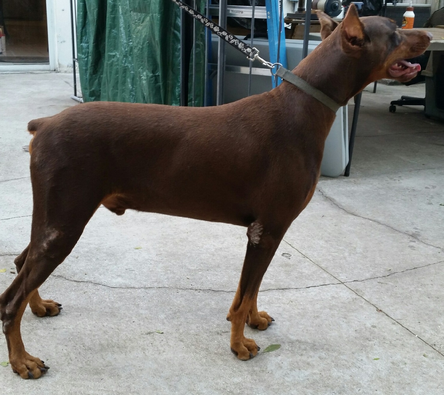 Encore Breeds: Red Doberman Puppies for Sale!!!