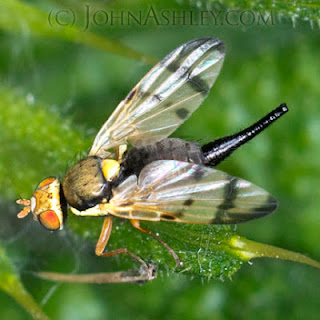 Female Bull Thistle Gall Fly (c) John Ashley