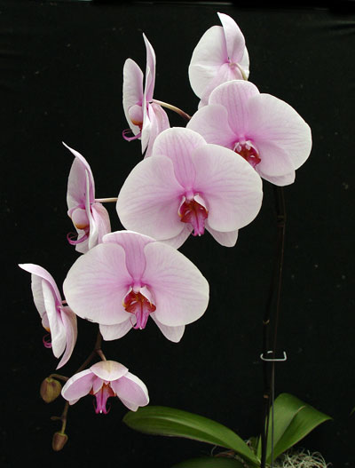 When Do Orchids Bloom