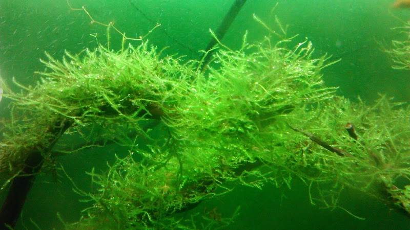 16+ Tanaman Aquascape Asli Indonesia, Inspirasi Penting!