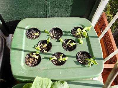 Wilting kratky lettuce