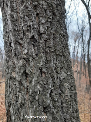 Бархат амурский (Phellodendron amurense)