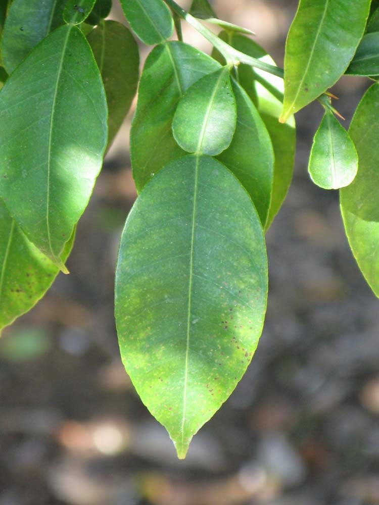  Daun Majemuk  Folium Compositum MUNAWI INSIDE