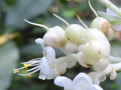 Flowers of Japanese Pollia