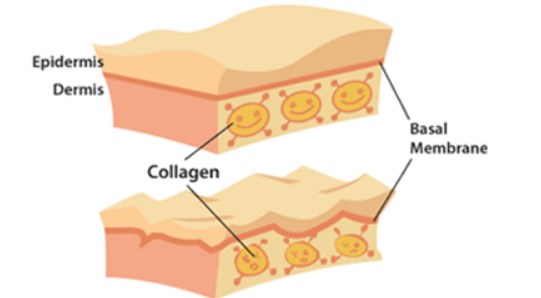 Kolagen itu Apa Sih? Yuk Cari tahu Disini!