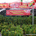 Chinese New Year 2014 Nurseries Plants and Flowers - Lot 53 Sg Buloh
Selangor Green Lane