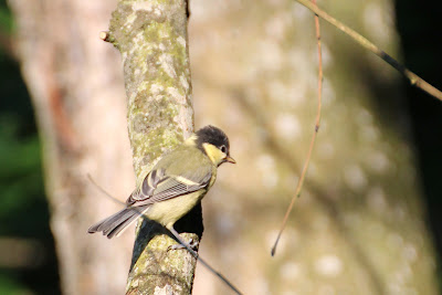 Blokmies - Koolmees - Parus major