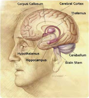 Brain Hippocampus3