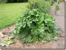 rhubarb