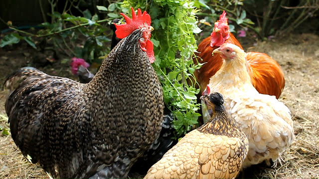 Organic chickens eating chickweed