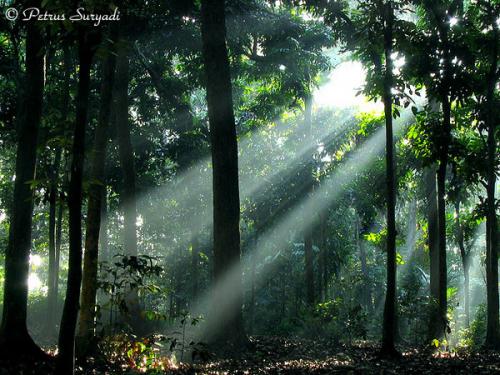 Read this blog by your self: Hutan Bagi Kehidupan kita