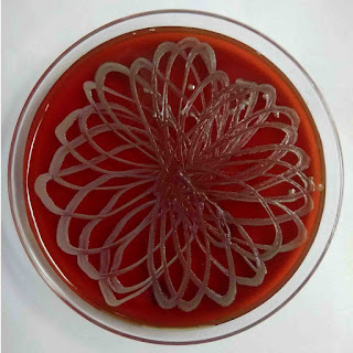 Agar Art