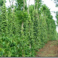 Pepper gains on domestic demand