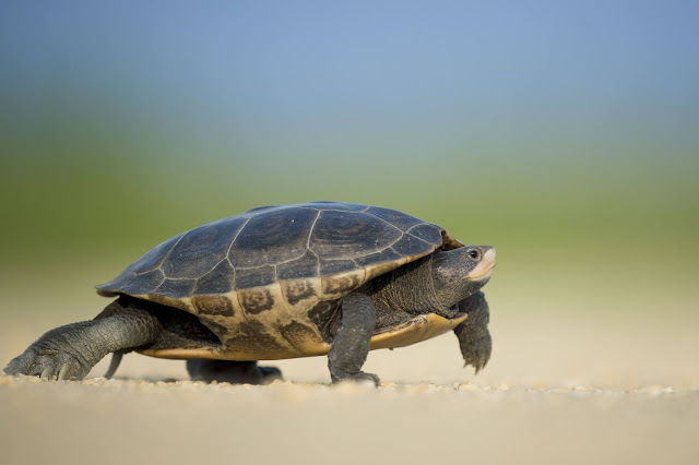 Turtle walking