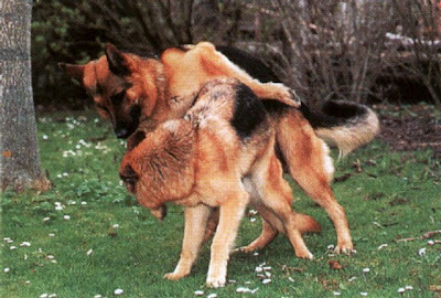 German Shepherd Dog mating - Dog breeding