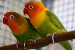 Harga Lovebird Palamas Beserta Ciri-Cirinya Terbaru 2019