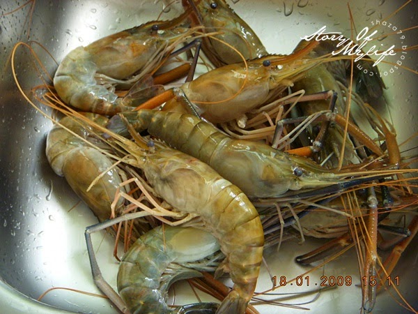  Gambar Udang Dunia Binatang