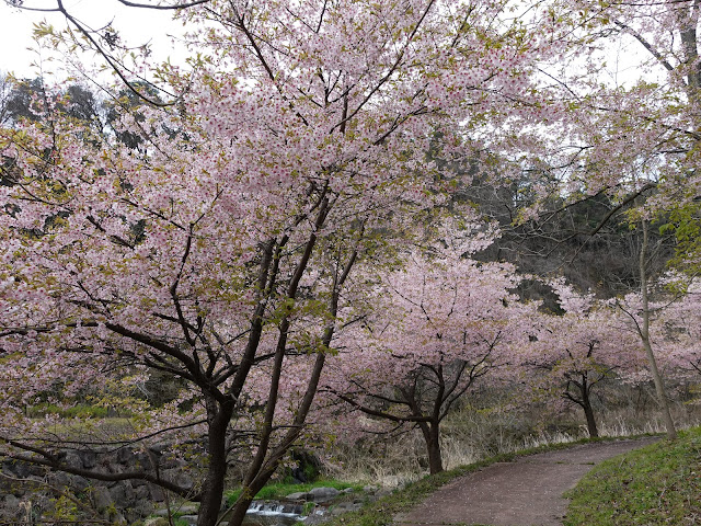 別所川渓流植物園　カワヅザクラ（河津桜）