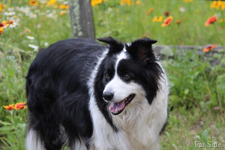 Chance near the wild gardens