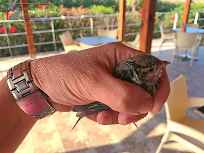 Rescued sparrow