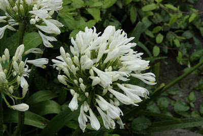 Flowers at Doddabetta Peak 