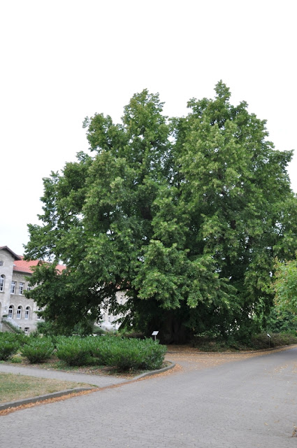 Lipa Lotara posadzona w 1135 roku stająca przy romańskim kościele w Königslutter am Elm