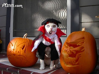 ... funny cat halloween graphics best cat halloween pictures funny cat