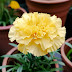 Yellow Carnation Flower Power: Harnessing Nature's Sunlight