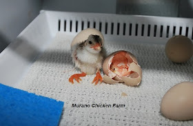 Guinea keet hatching in incubator from egg.