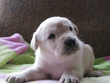Another Blonde Male Puppy