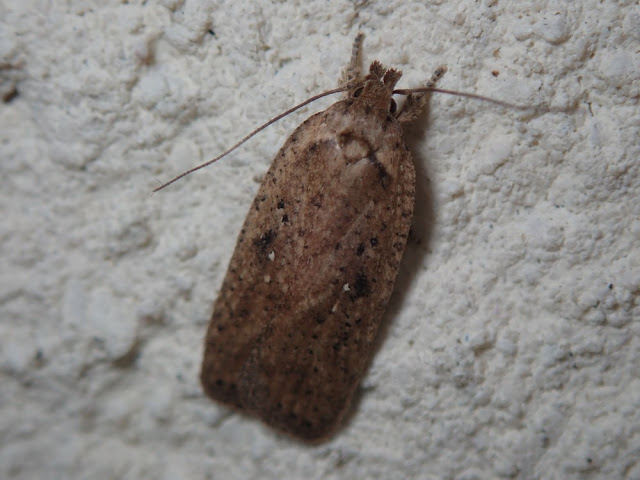 Agonopterix heracliana