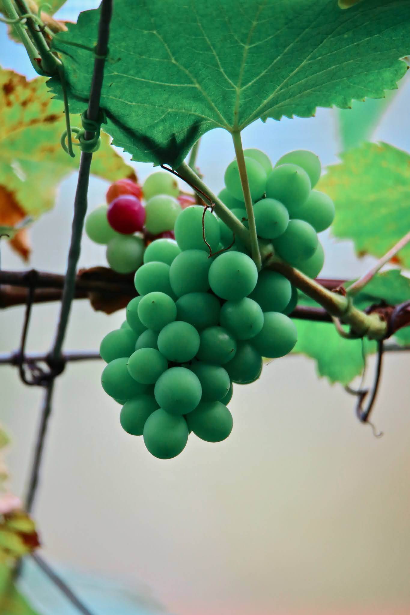 Grapes, Vine large high resolution free