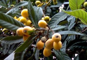 Loquat fruit on tree