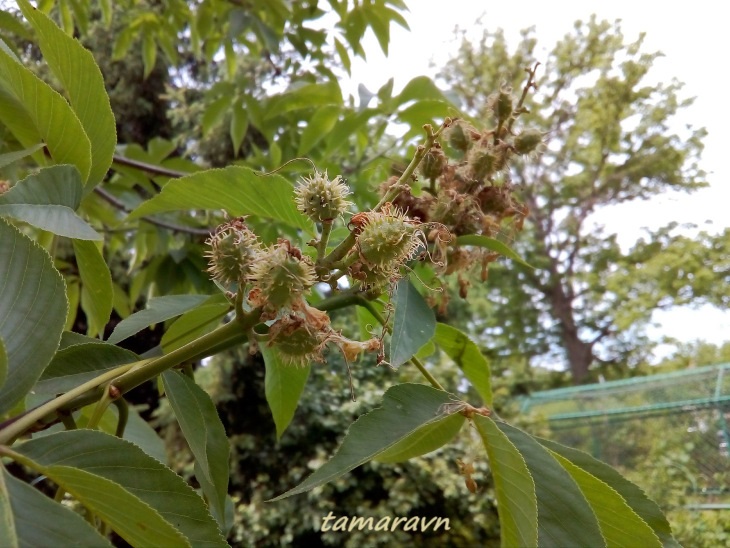 Конский каштан голый / Конский каштан гладкий (Aesculus glabra)