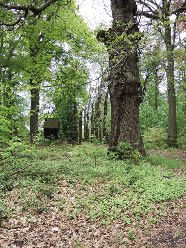 Massenhoven: een nostalgische wandeling in het bos rond kasteel Montens